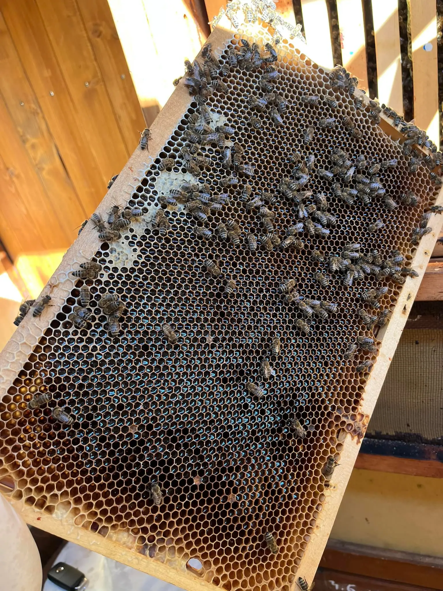 Utrinki iz čebelnjaka 5